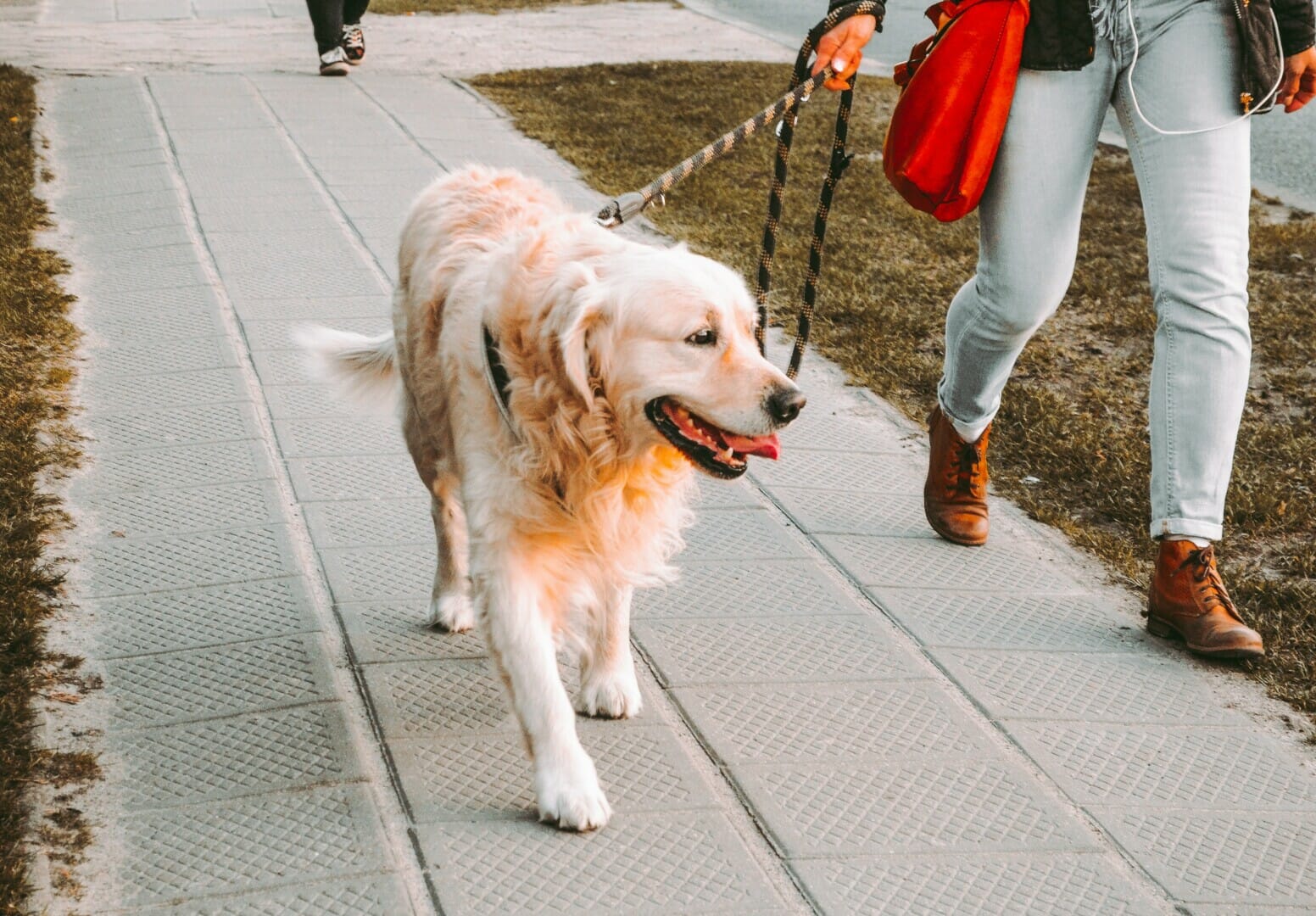 Golden retriever being walked on a sidewalk