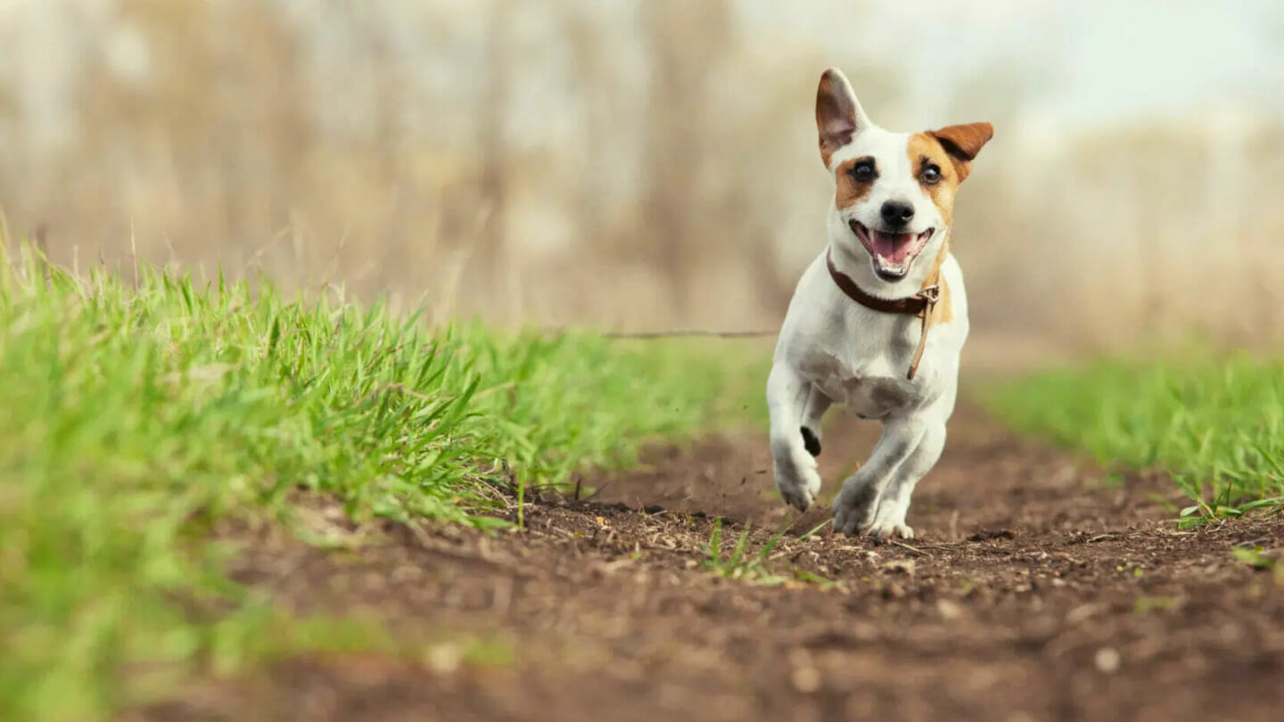 tiny jack russell dog running down a dirt path