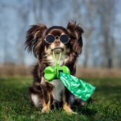 dog waste pickup cleanup services