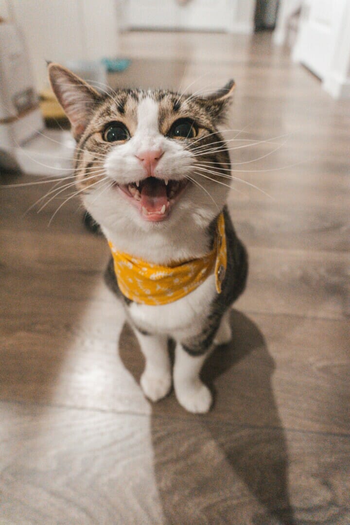 smiling happy cat wearing a yellow scarf