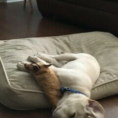dog sleeping on pillow with head on floor