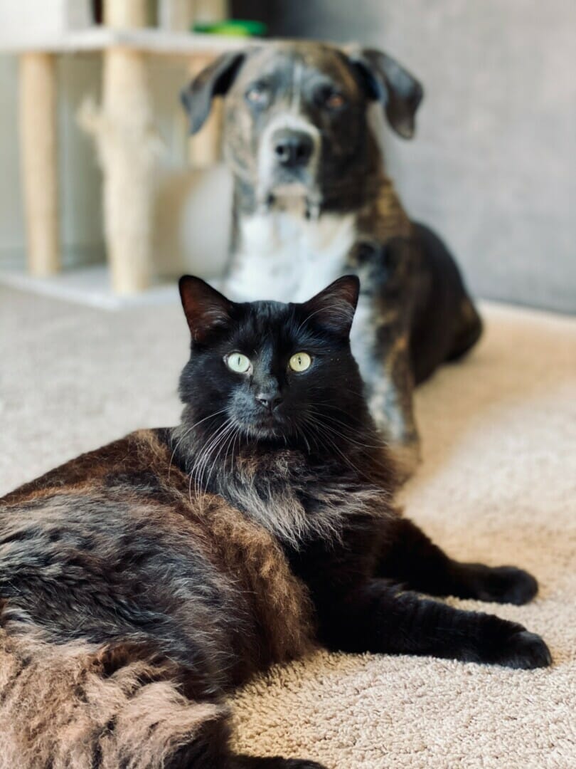 Dog and a Cat laying in a house on carpet