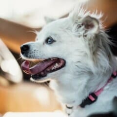 Pet Taxi Services West Chester PA