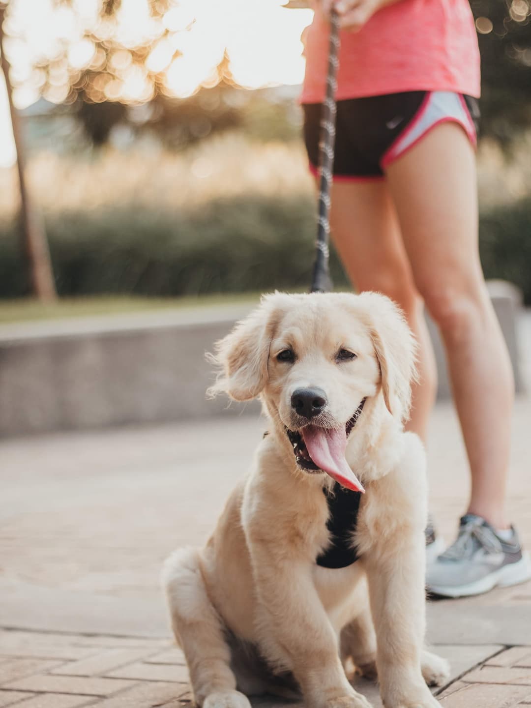 running with a golden retriever puppy