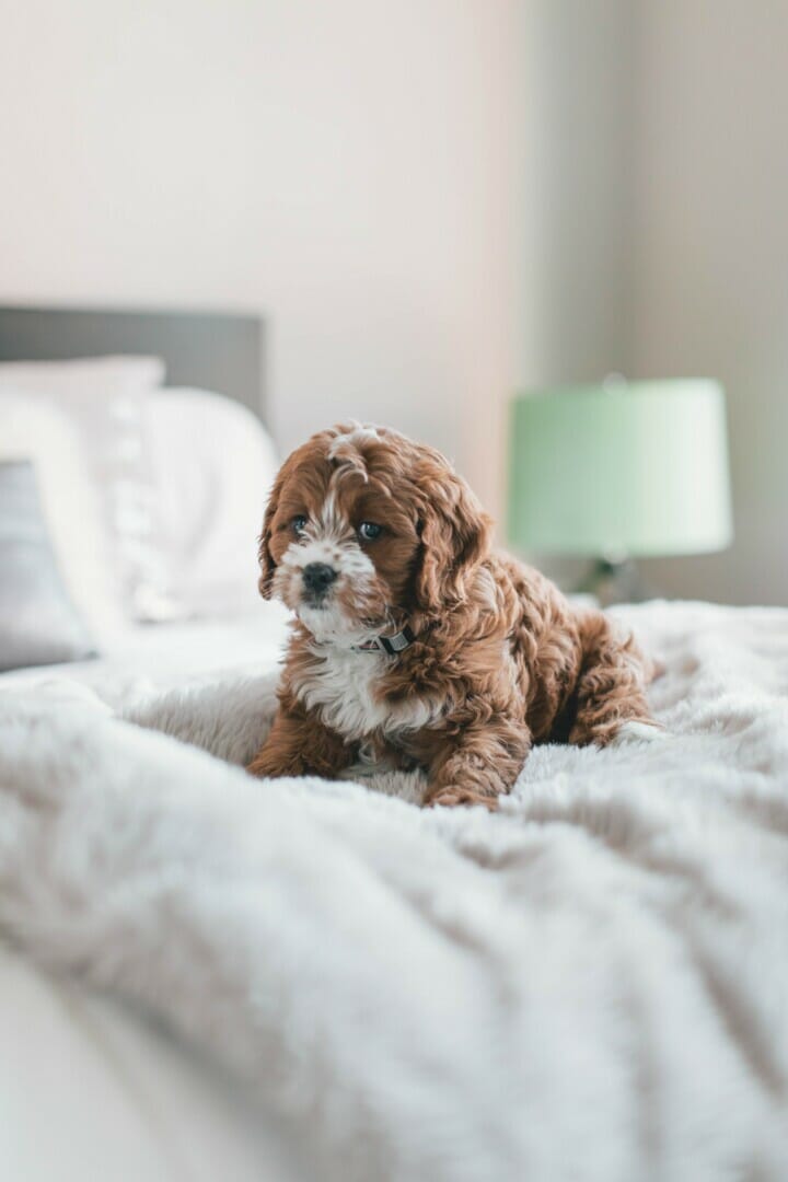 Pet Sitting