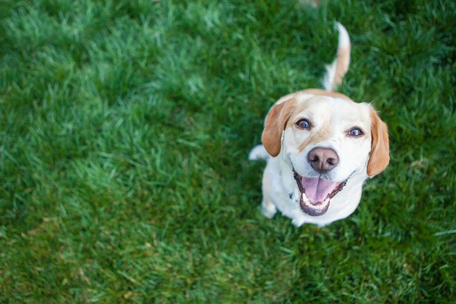 Happy yellow lab sitting on grass and looking up