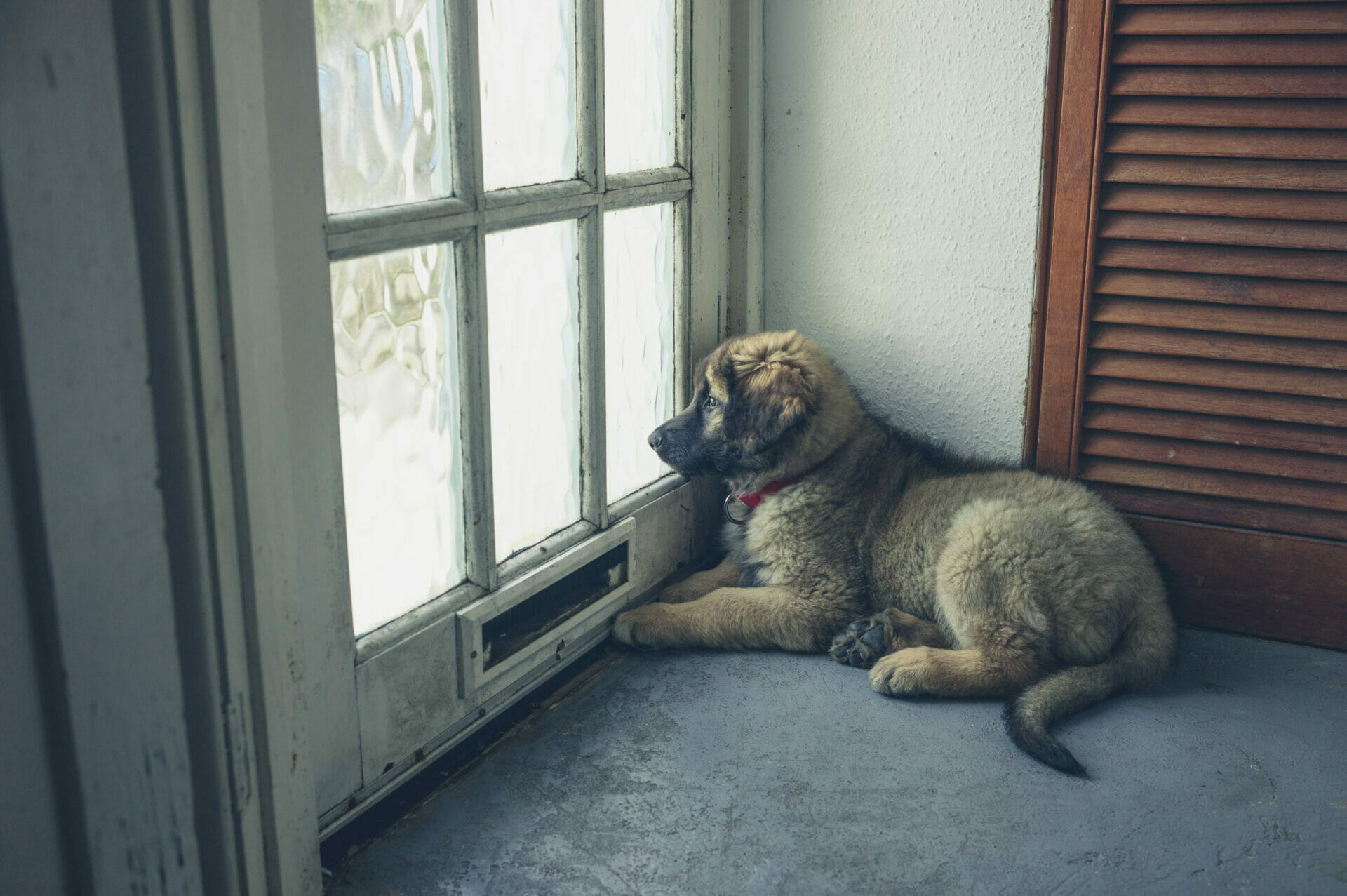 cute furry young dog staring out a door with windows.