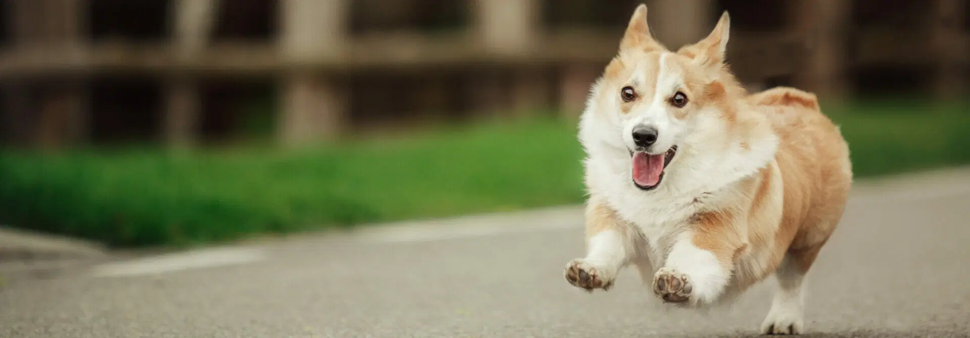 Other Pet Services