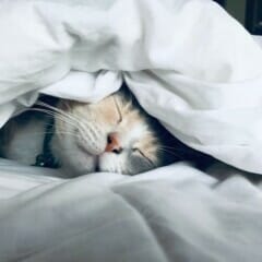 cat sleeping under bed sheets