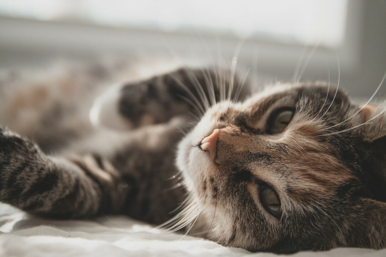 Overnight Pet Care Services